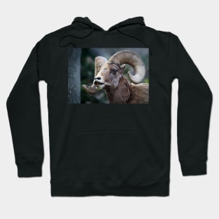 Bighorn sheep. Hoodie